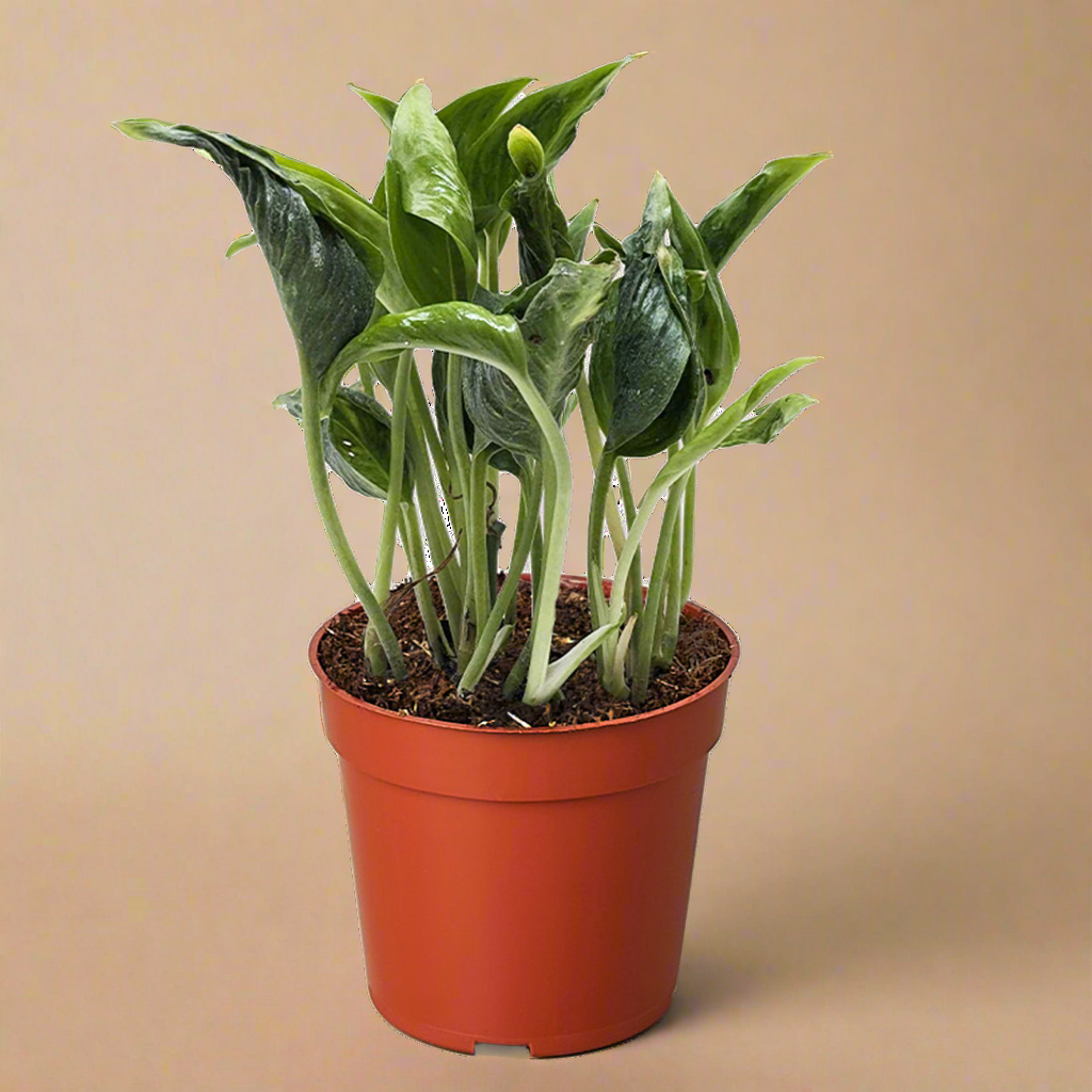 Pothos 'Shangri La'