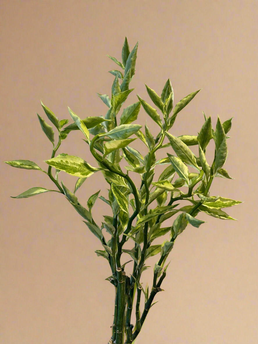4.5” Euphorbia tithymaloides 'Splish Splash' - Variegated Devil’s Backbone