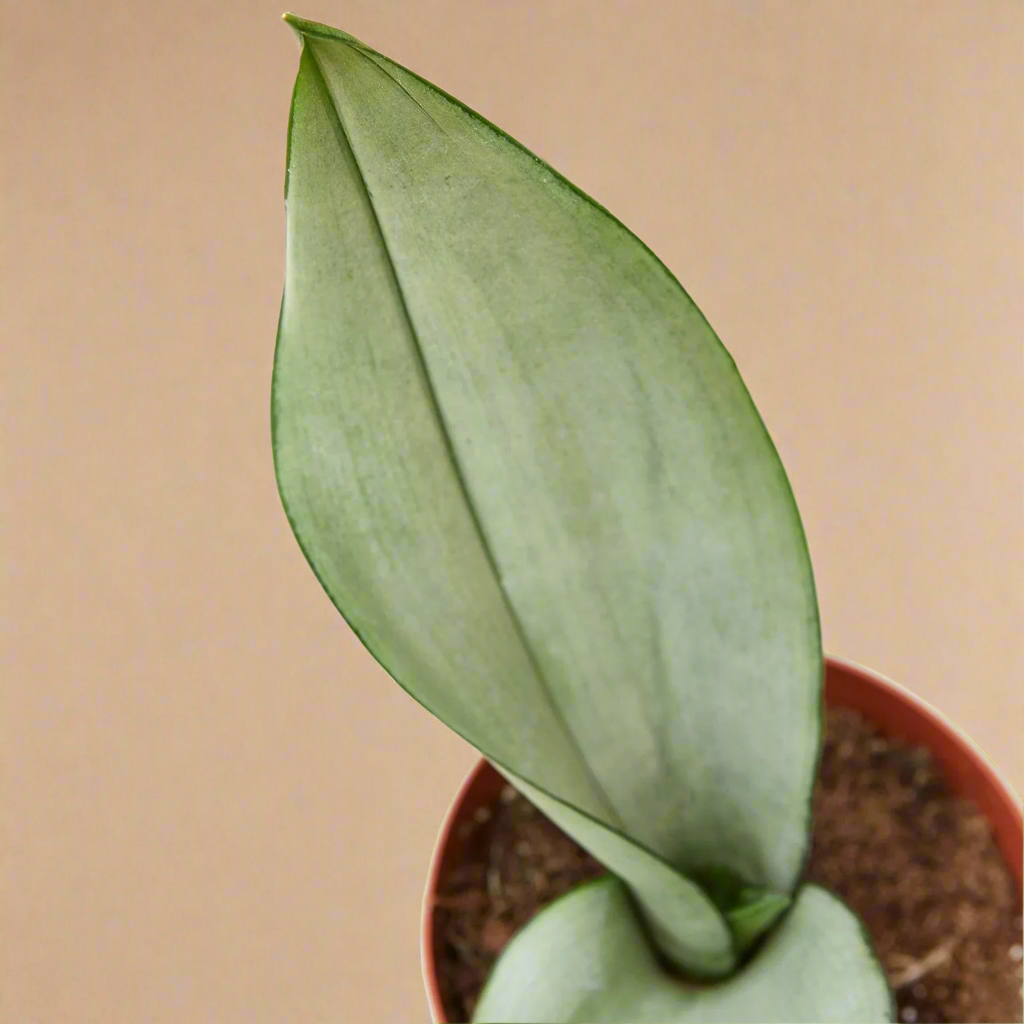 Snake Plant Moonshine