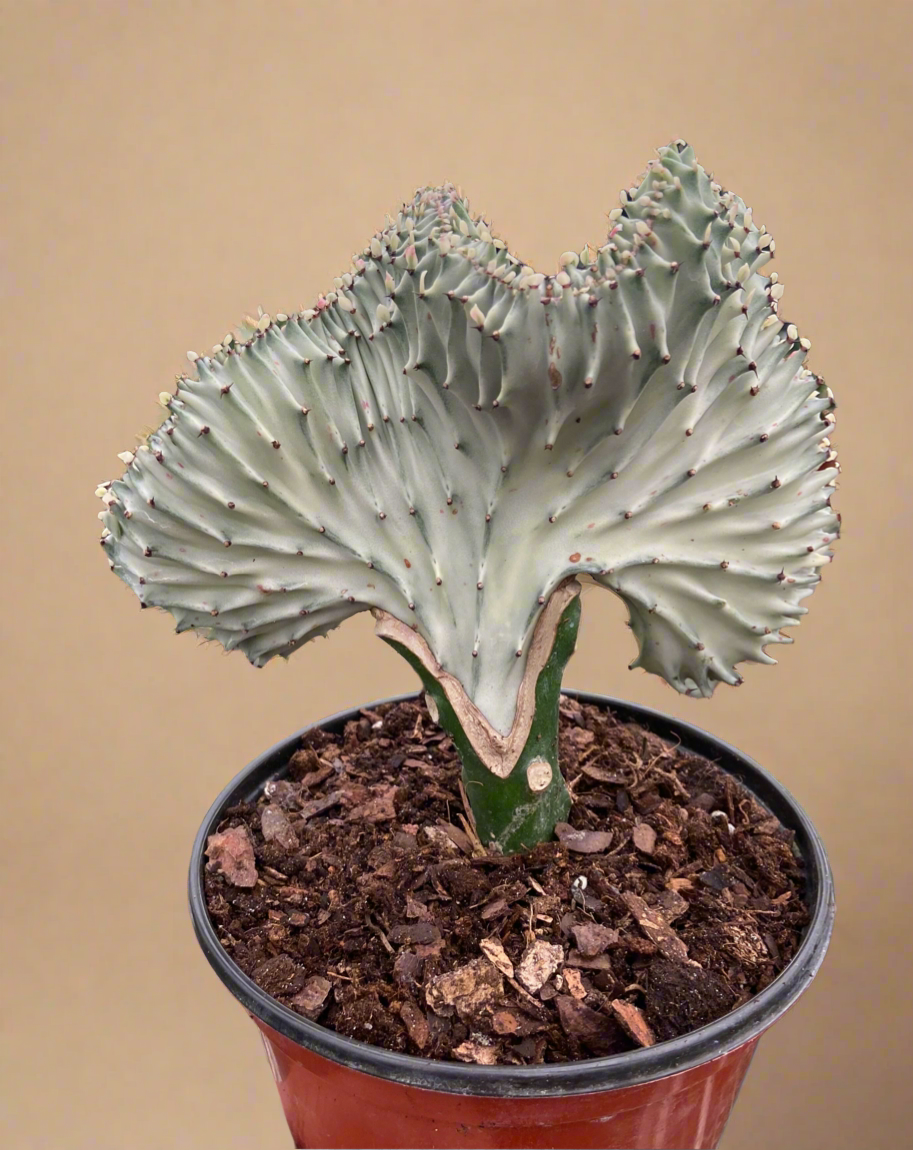 Euphorbia Lactea Ghost