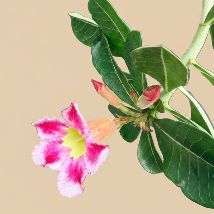 Exotic Color Desert Rose 8” pot