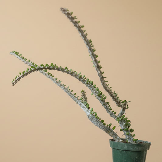 Alluaudia procera (False Ocotillo)