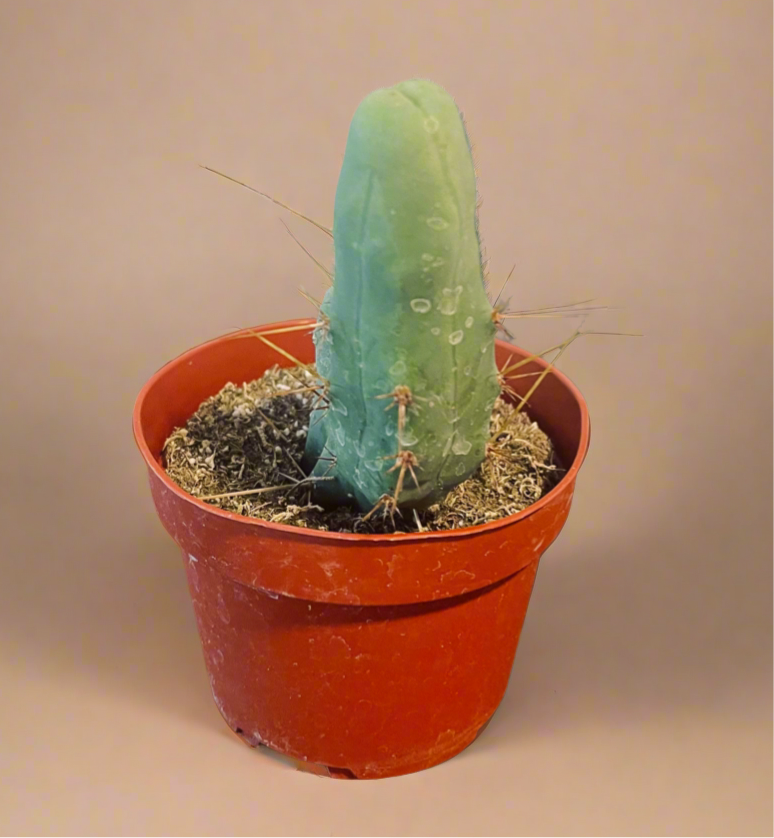 4” Trichocereus Bridgesii Monstrose - Penis Cactus