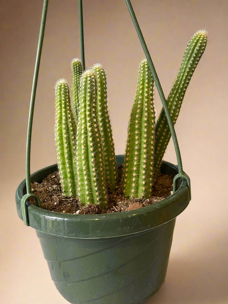 Peanut Cactus – Echinopsis Chamaecereus 6” HB