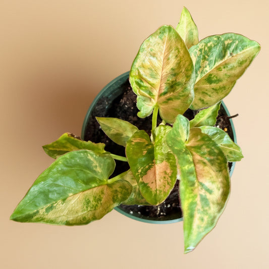 Syngonium ‘Pink Splash’ - 4.5” Pot