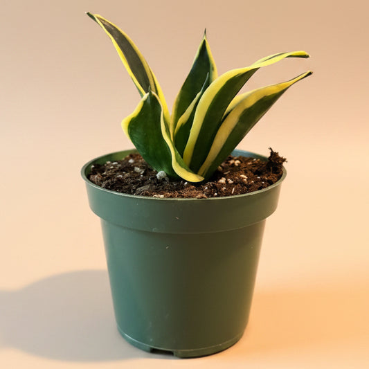 Birds Nest Snake Plant - ‘Sansevieria Hahnii Jade Marginata’ 4.5” pot
