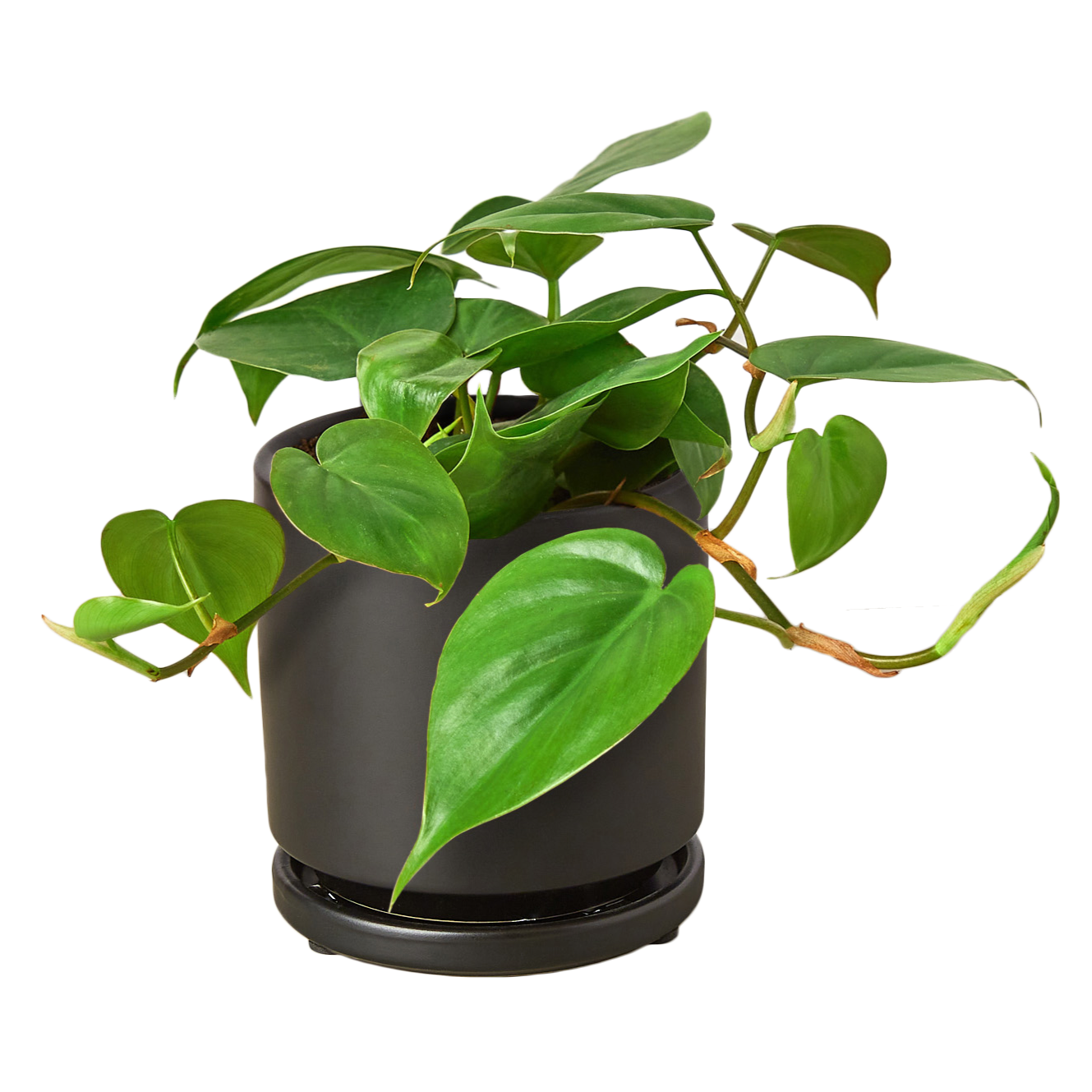 Philodendron Cordatum Heartleaf