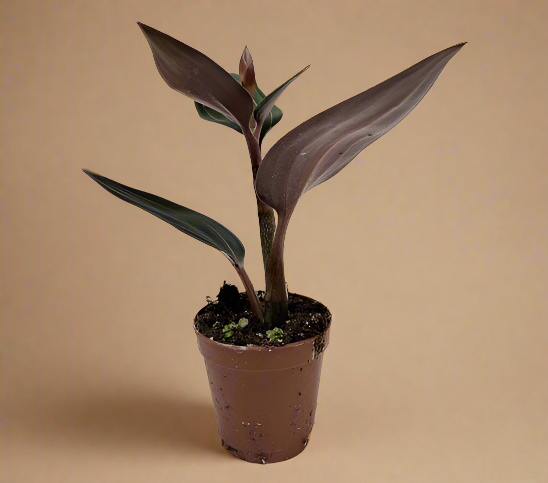 Ludisia Discolor