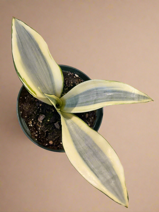6” Sansevieria Trifasciata ‘Ghost’ - Snake Plant