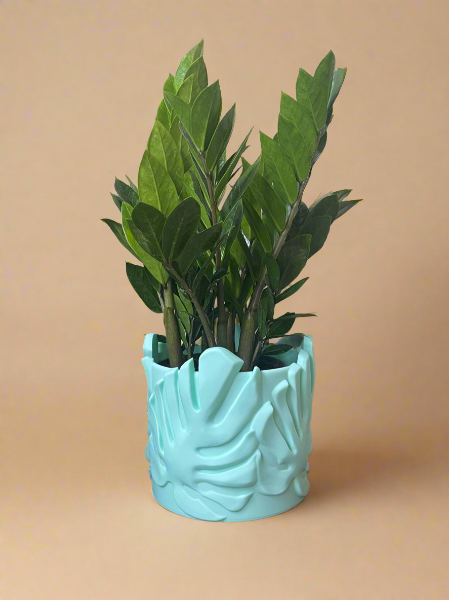 6” ZZ Plant - Zamioculcas Zamiifolia