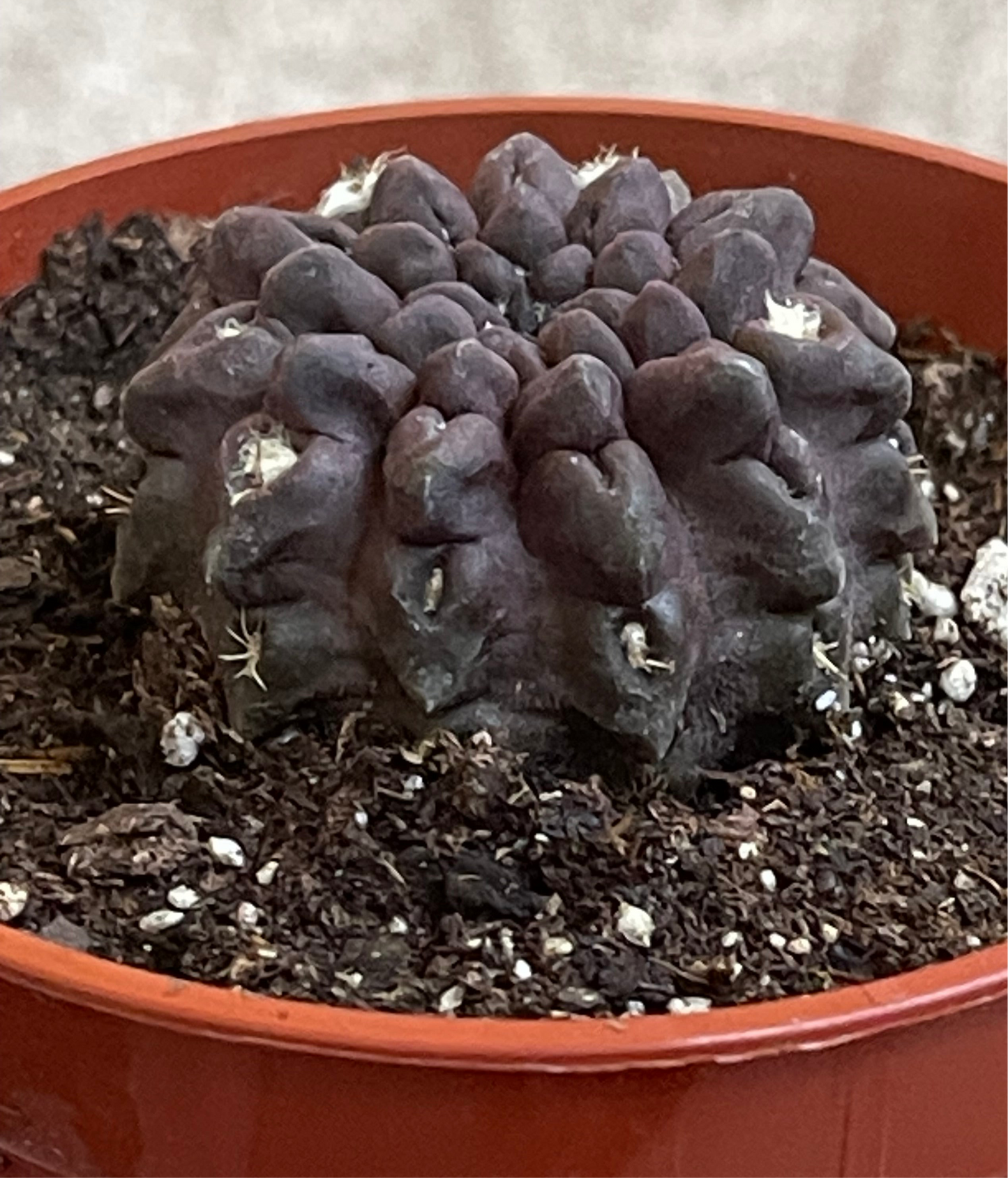 3.5” Eriosyce Oculta