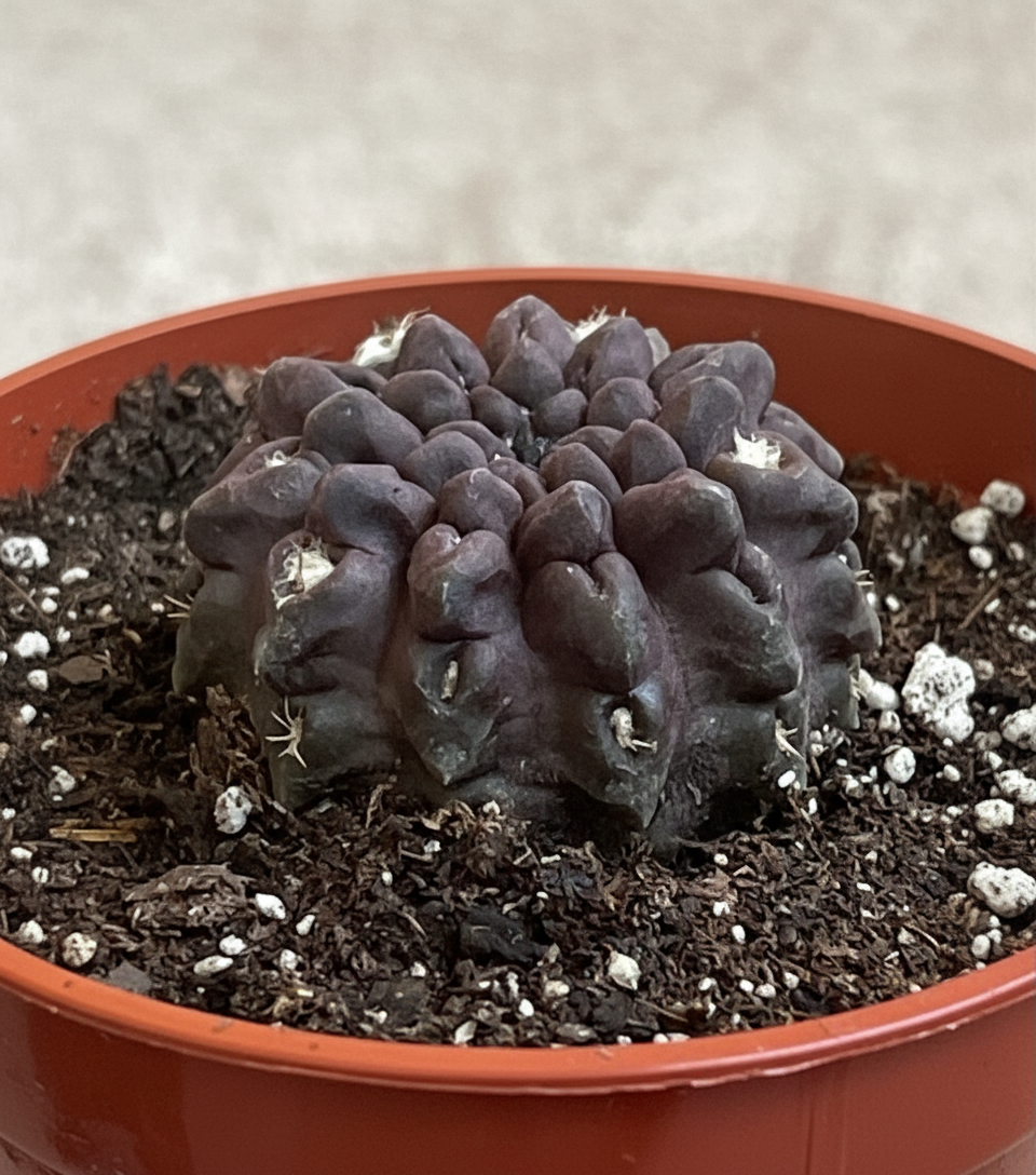 3.5” Eriosyce Oculta