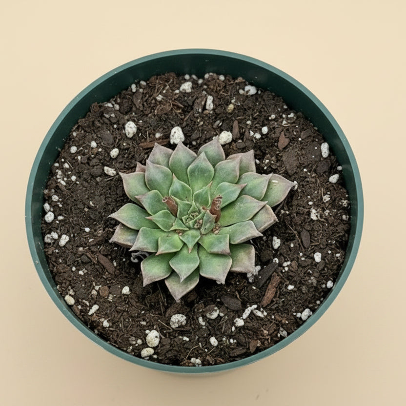 Chihuahua flower Graptopetalum bellum 4.5” pot