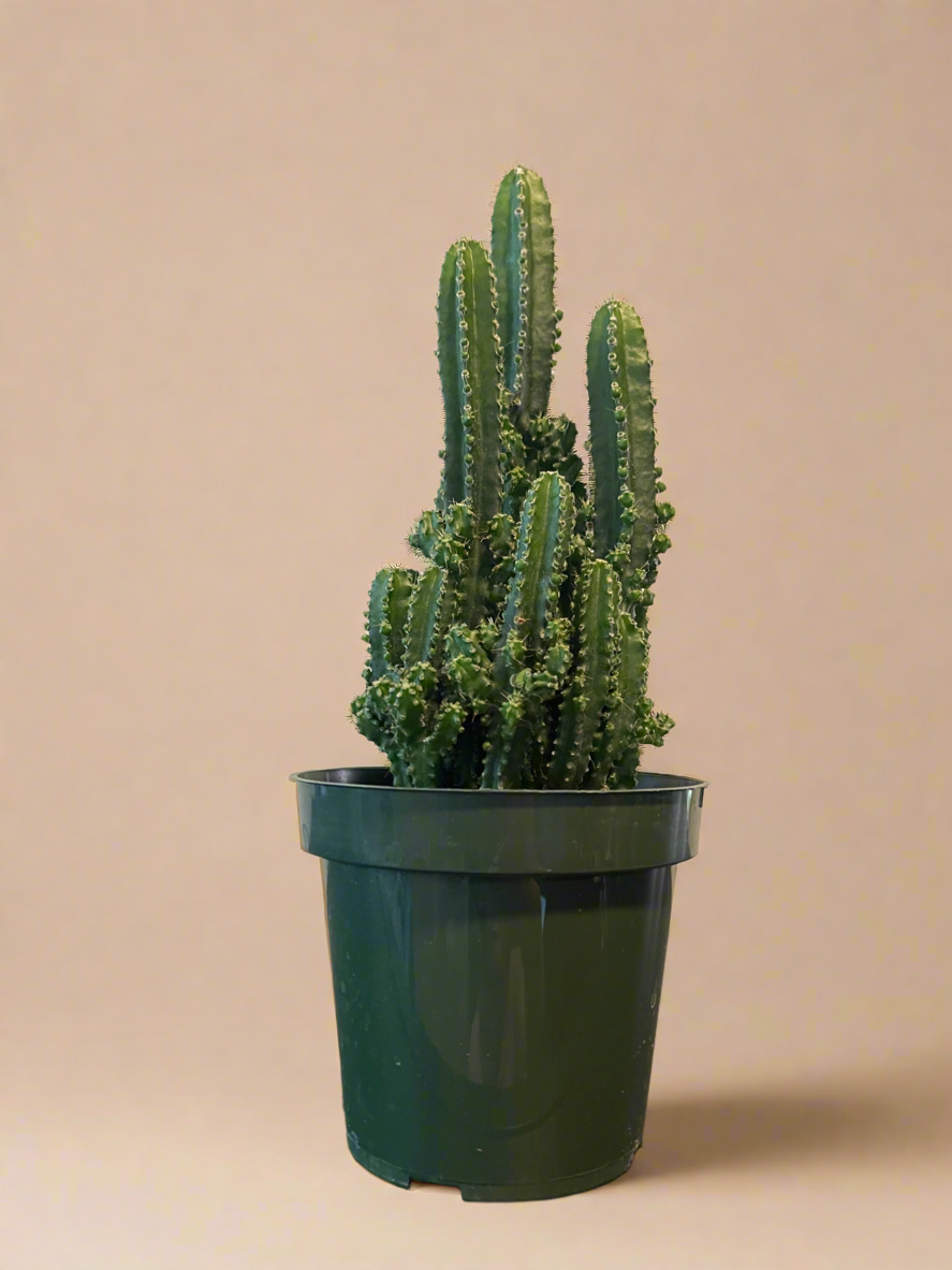 4.5” Fairy Castle Cactus