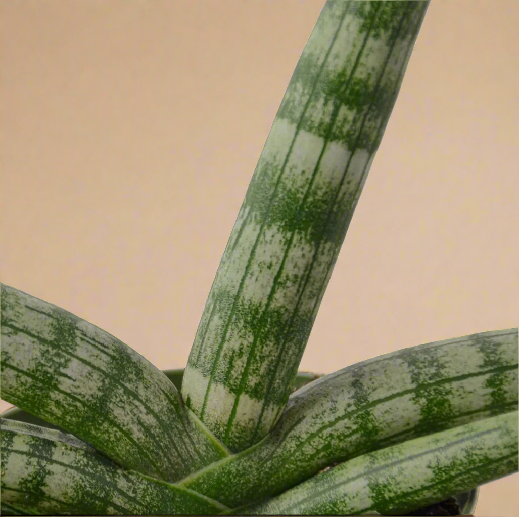 3” Sansevieria Cylindrica