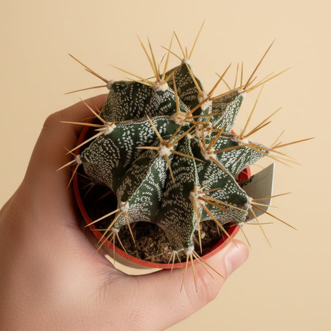 Star Barrel Cactus | 3.5 inch | Astrophytum ornatum