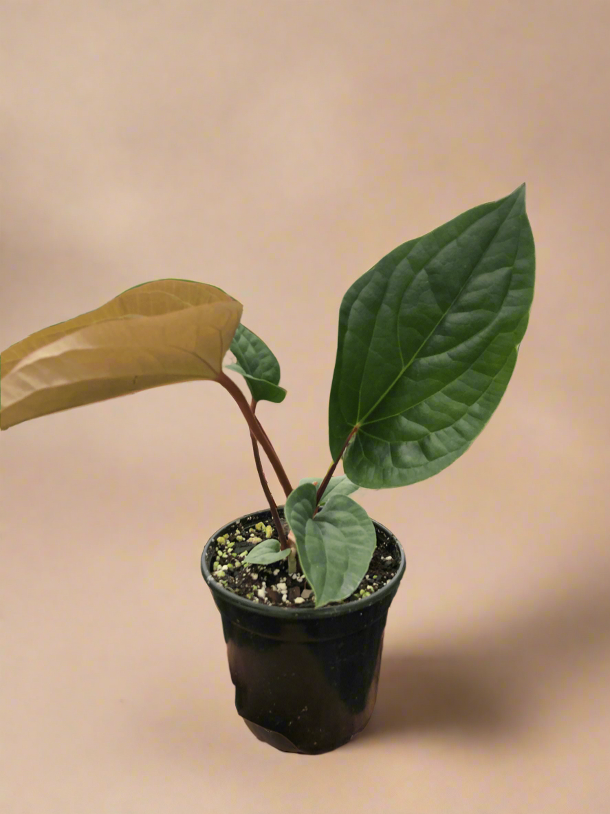 Anthurium 'Radicans x Luxurians'