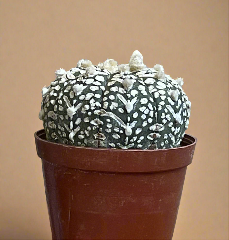 2” Astrophytum Asterias (Superkabuto) – Sand Dollar Cactus