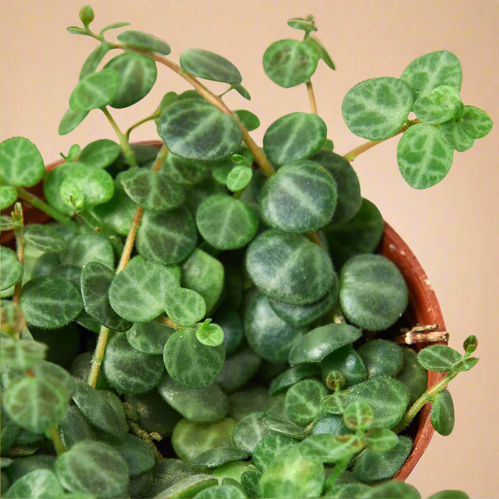 Peperomia Prostrata 'String of Turtles'
