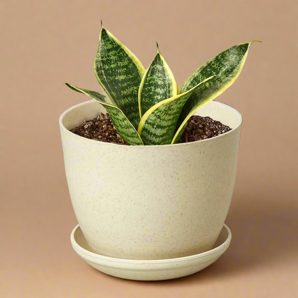 Snake Plant Laurentii Dwarf