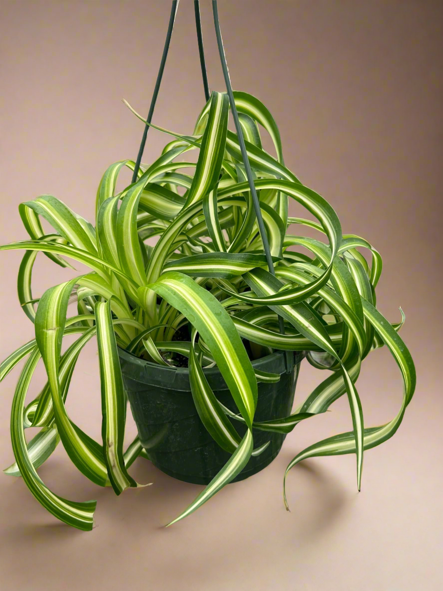Spider Plant 'Bonnie'