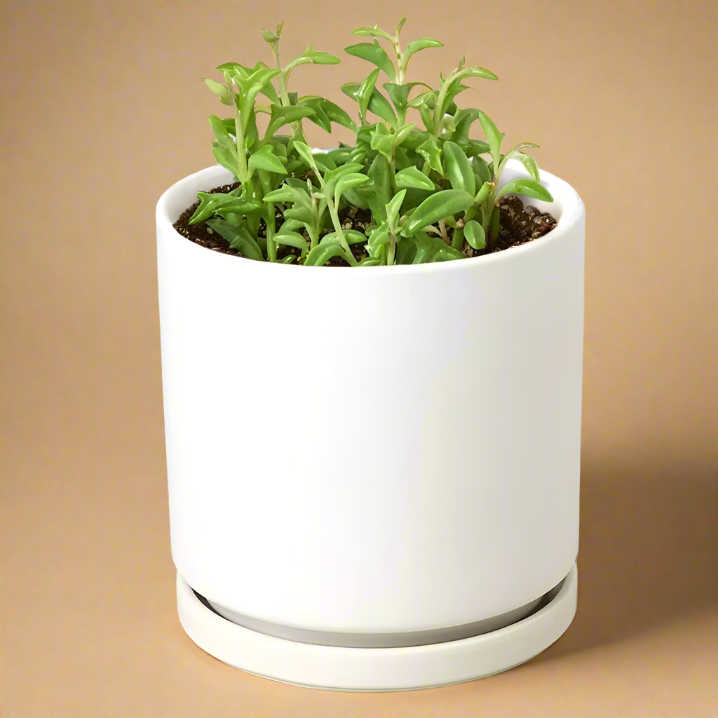 String of Dolphins - Senecio Peregrinus