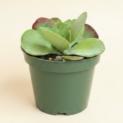 Kalanchoe Luciae 'Paddle Plant'