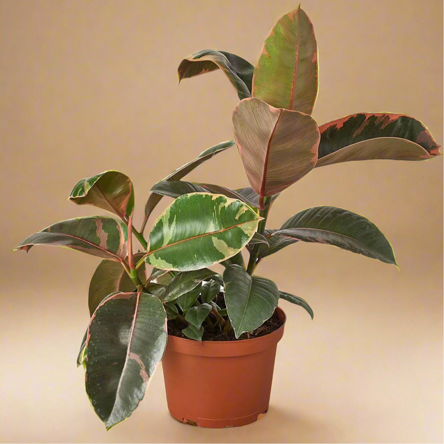 Ficus Elastica 'Ruby Pink'