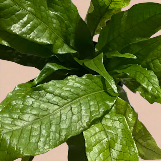 4” Crocodile Fern - Microsorum Musifolium ‘Crocodyllus’