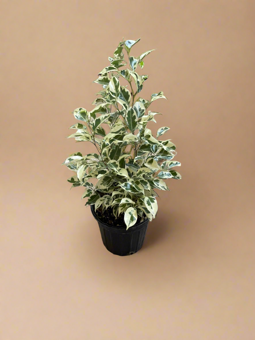 1 Gal. Variegated Ficus Benjamina