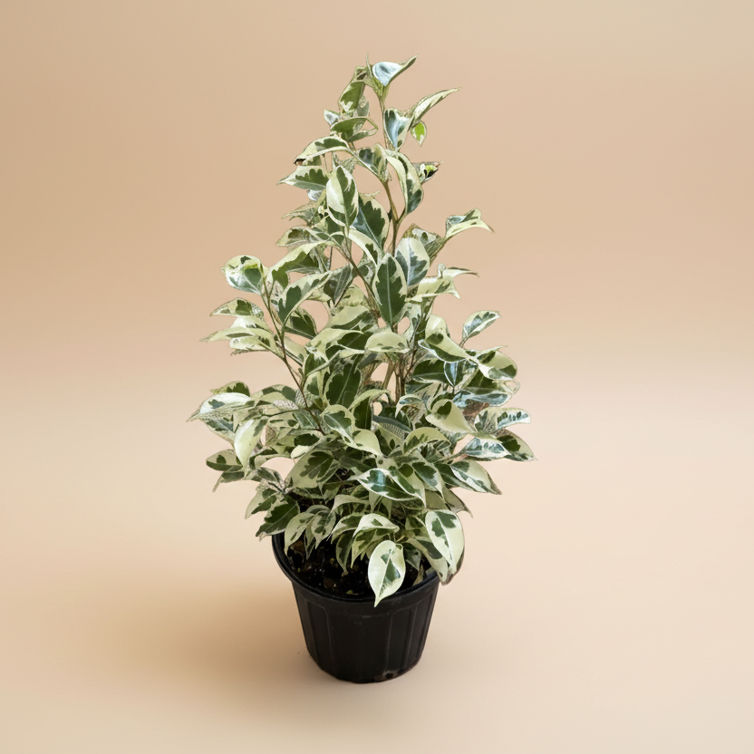 Variegated Ficus Benjamina- 1 Gal.