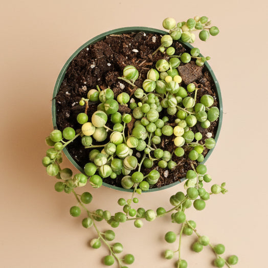 Variegated String of Pearls-4.5” pot