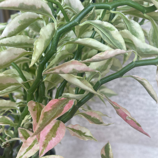 4.5” Euphorbia tithymaloides 'Splish Splash' - Variegated Devil’s Backbone