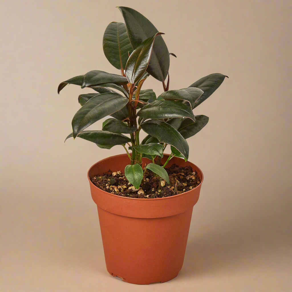 Ficus Elastica 'Burgundy'