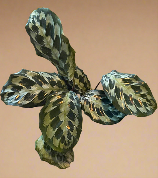 4” Calathea ‘Helen Kennedy’