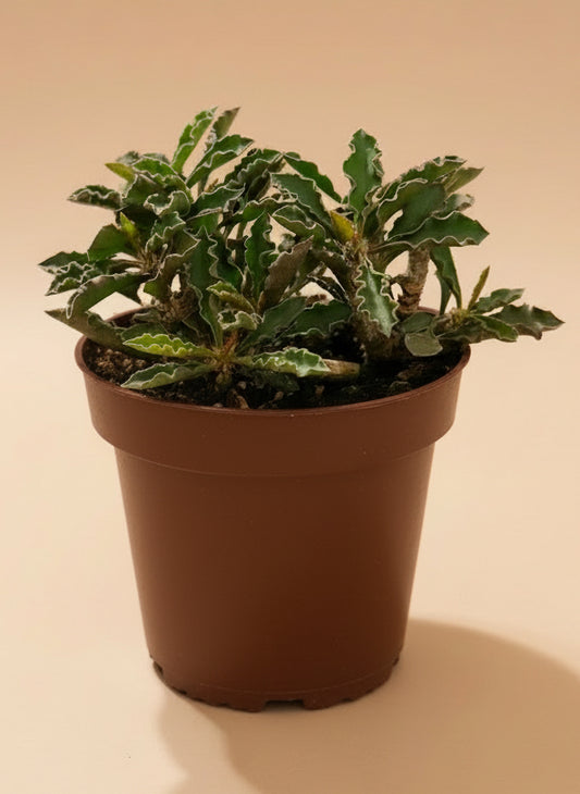 4.5” Euphorbia Decaryi