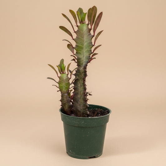 Euphorbia trigona Rubra in a 4.5” pot