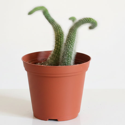 Monkey Tail Cactus - Cleistocactus colademononis - 6” pot