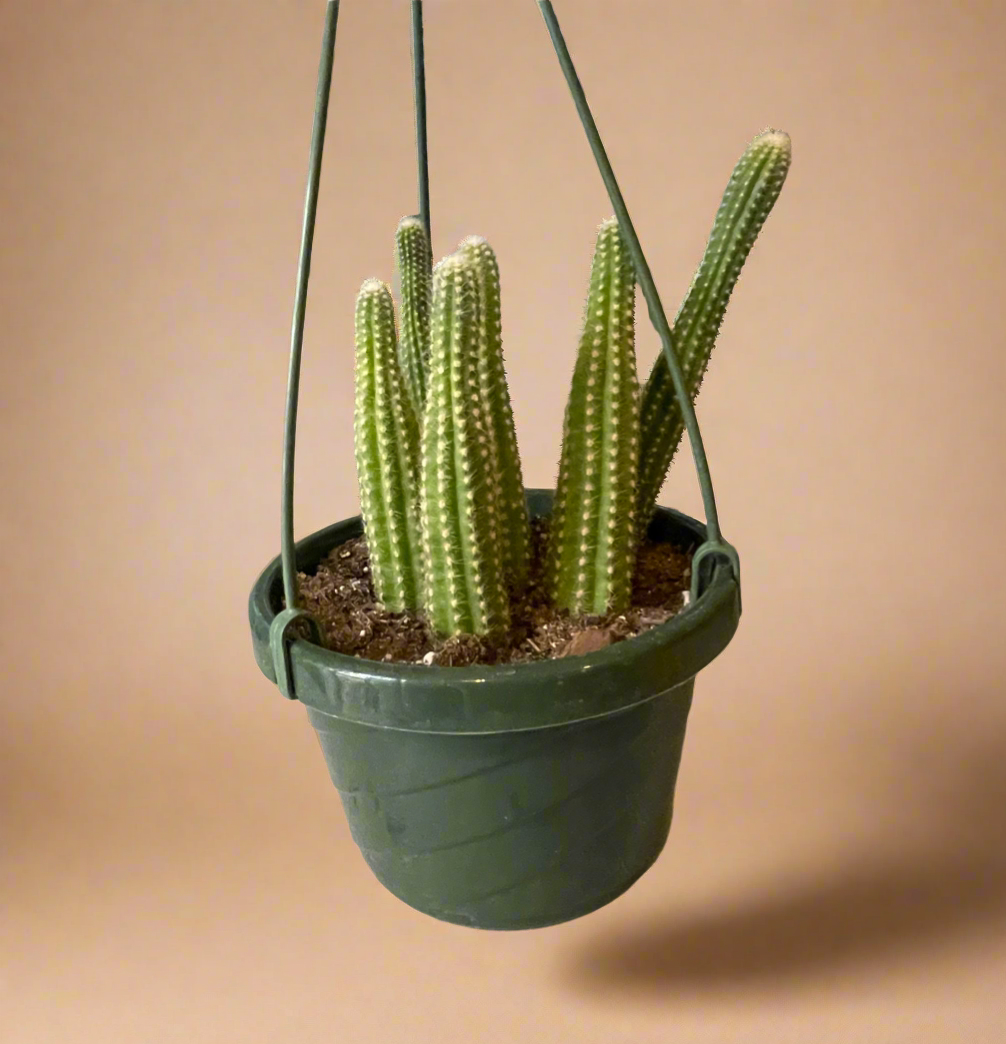 Peanut Cactus – Echinopsis Chamaecereus 6” HB