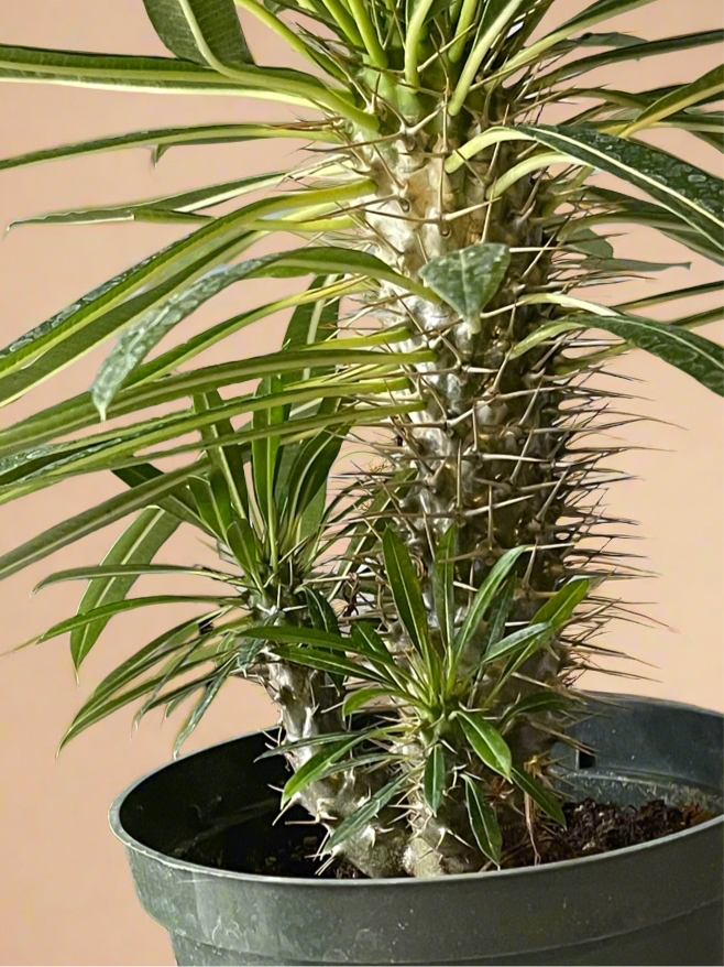 Madagascar Palm – Pachypodium lamerei