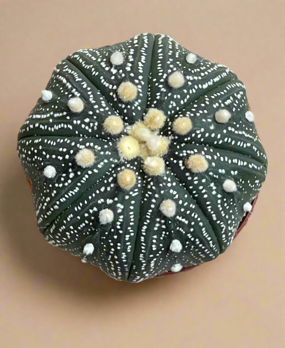 2” Astrophytum Asterias – Sand Dollar Cactus