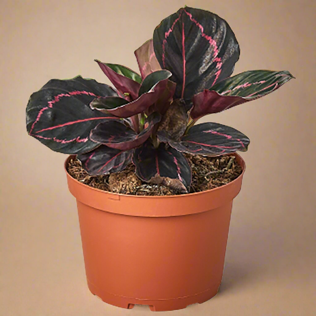 Calathea 'Dottie'