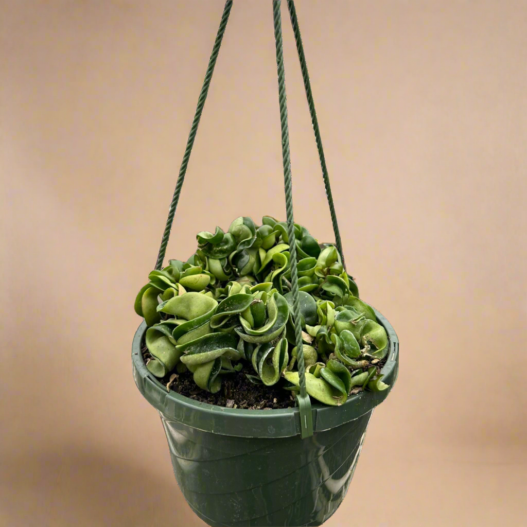 Hoya Carnosa Hindu Rope