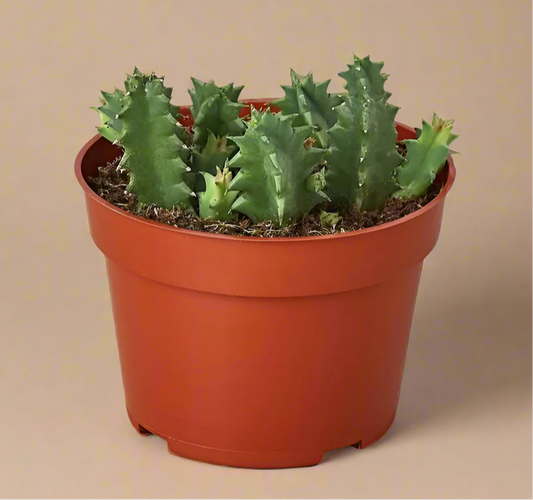 4” Lifesaver Cactus - Huernia Zebrina