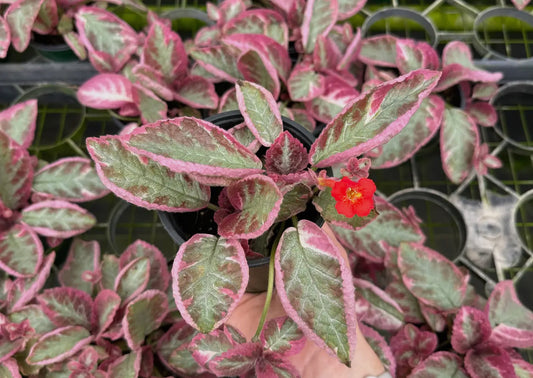 4” Episcia Cupreata ‘Pink Brocade’