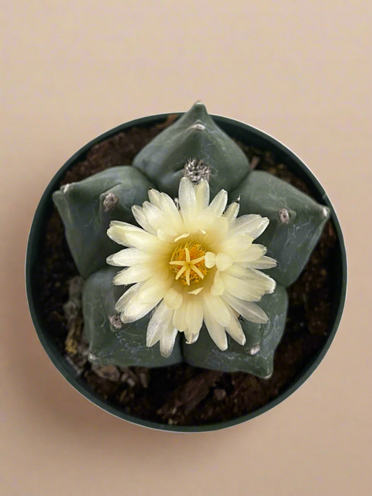 Astrophytum Myriostigma cv. Kikko Nudum