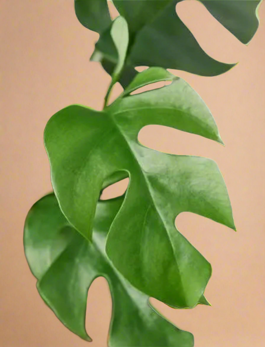 4” Rhaphidophora Tetrasperma – Mini Monstera