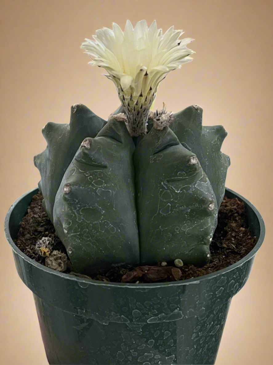 Astrophytum Myriostigma cv. Kikko Nudum 4.5” pot