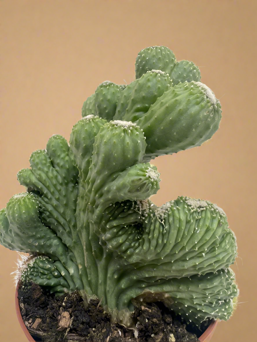 Rhipsalis Cereuscula - Cereus Coral Cactus