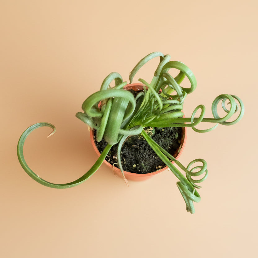 Albuca Spiralis ‘Frizzle Sizzle’ 3.5” pot